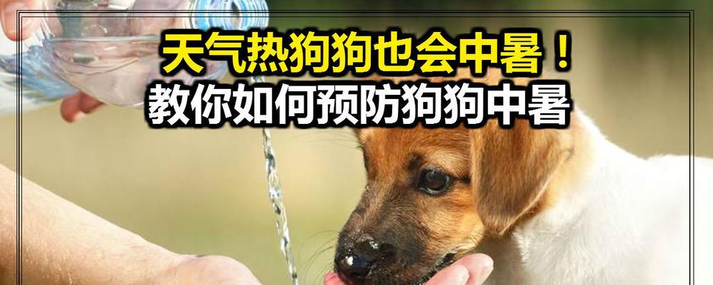 夏日狗狗中暑防护指南（保护你的狗狗免受高温伤害，让它安心度过夏日）