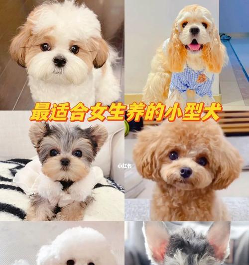 中小型犬常见品种的价格是多少？（了解中小型犬常见品种的价格范围及其影响因素）