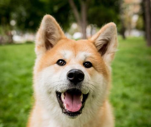 狗喉咙发炎的症状及预防措施（详解狗喉咙发炎的症状、诊断和治疗方法）