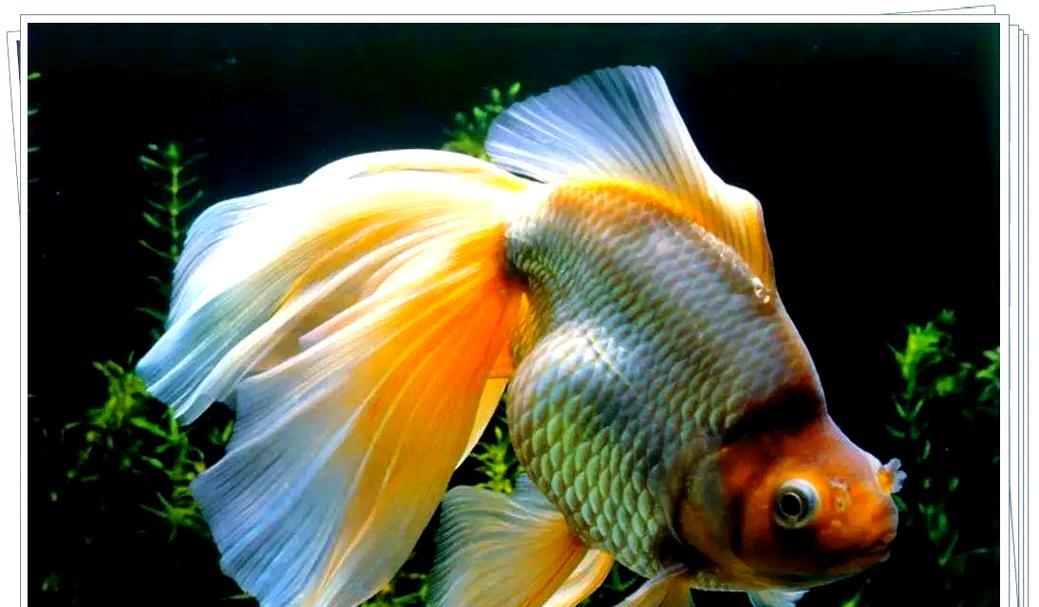 秋冬季金鱼鳃病的判断和治疗法（金鱼鳃病的症状及常见治疗方法）