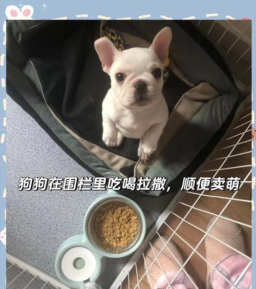 法斗养护指南（探寻法斗养护的秘密与技巧）