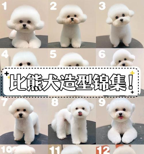 比熊的毛发生长周期及（揭秘比熊毛发生长周期的秘密及如何促进毛发生长）