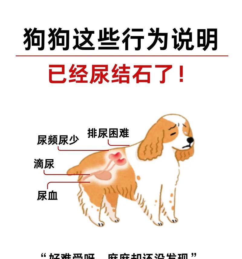 狗的结石症状及预防方法（了解狗的结石症状，及时预防，保护宠物健康）