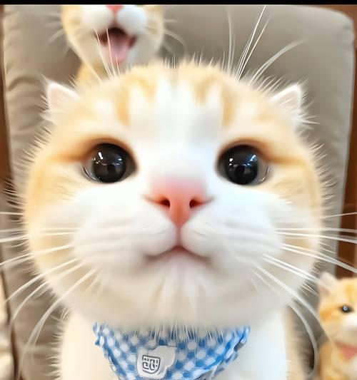 奶猫何时开始以猫粮为主食（探讨奶猫什么时候适合吃猫粮，）