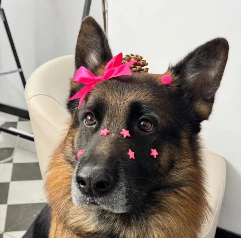 德牧犬，你的家庭守护神！（了解德牧犬的性格与特点，选择最佳的看家护院伙伴）