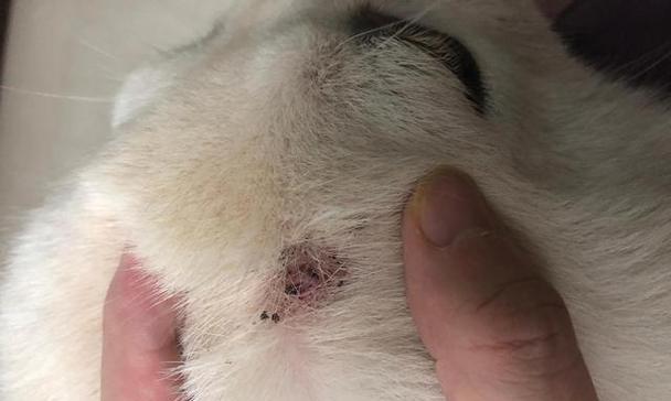 狗狗得蜱虫的常见症状及预防措施（了解狗狗身上的蜱虫，保护宠物健康）