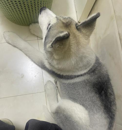 哈士奇的饮食需求与喂养频率（了解哈士奇的身体成长情况与合理喂养方式）