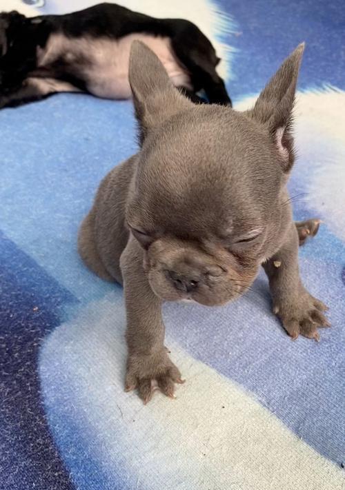 法斗为何喜欢放屁？养法斗的好处大揭秘！