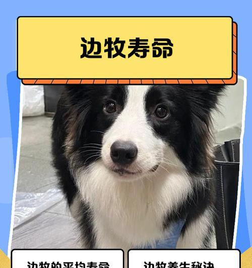 边牧繁殖周期及其影响因素（边牧多久下崽？了解繁殖周期有助于合理繁殖计划）