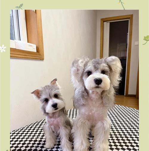 雪纳瑞犬的价格揭秘（了解雪纳瑞犬价格，选择最适合你的宠物伙伴）