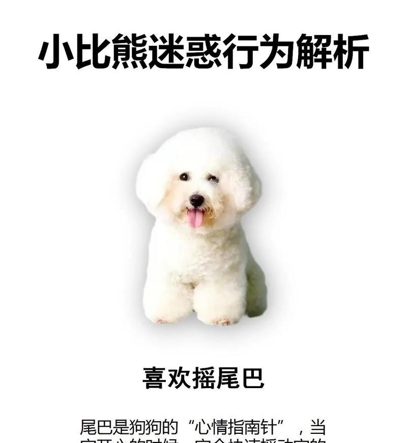 比熊犬（一窥可爱毛绒球背后的秘密）
