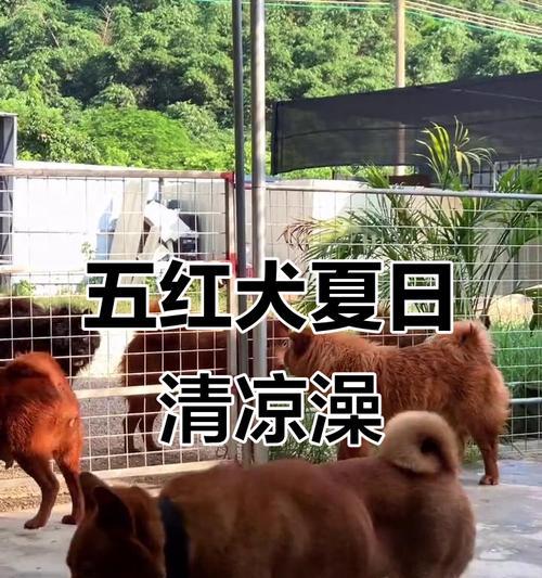 犬类退烧方法大揭秘（掌握科学有效的犬类退烧方法，守护你的宠物健康）