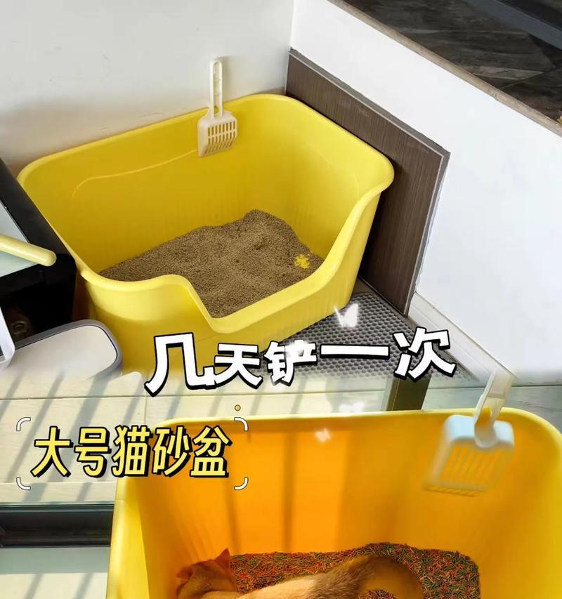 家里应该放几个猫砂盆？（如何确定适合的猫砂盆数量）