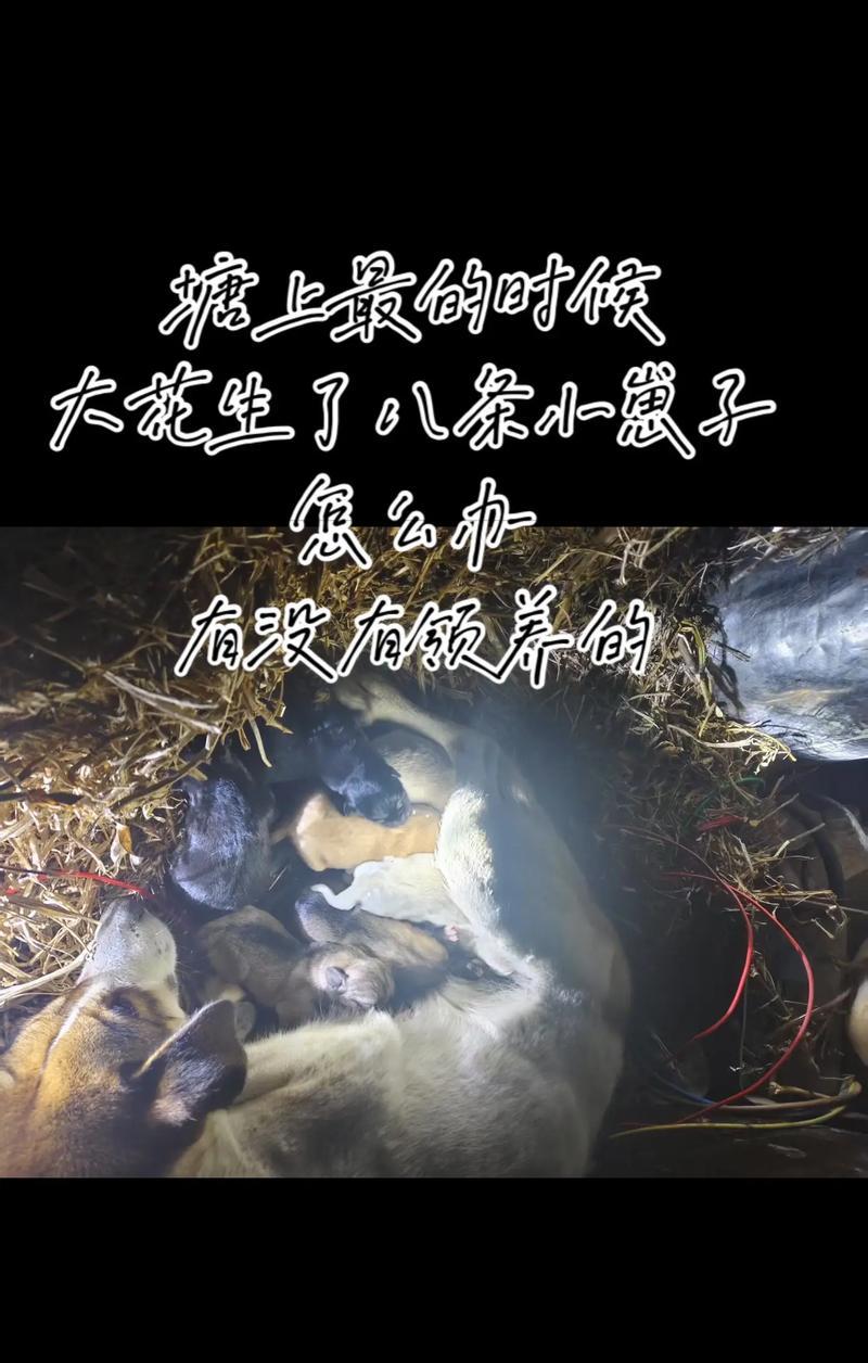 小狗的繁殖周期（了解小狗生育时间的关键因素）