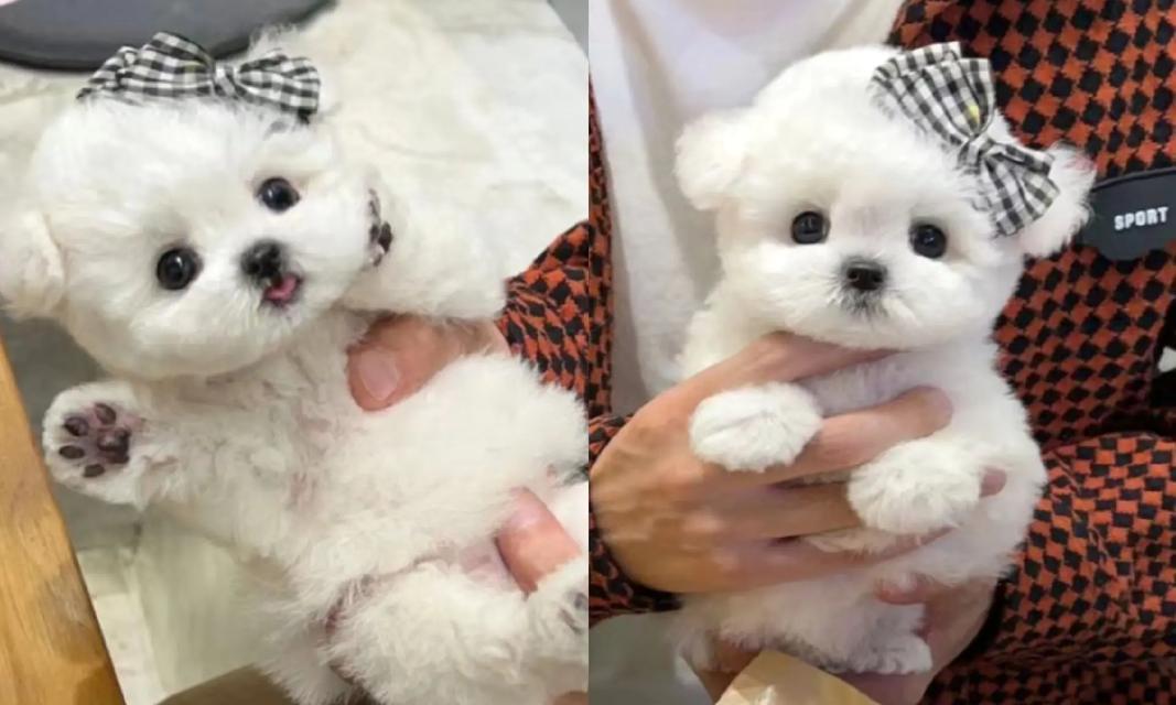 比熊犬疫苗接种频率详解（探究比熊犬疫苗接种的时间间隔及注意事项）