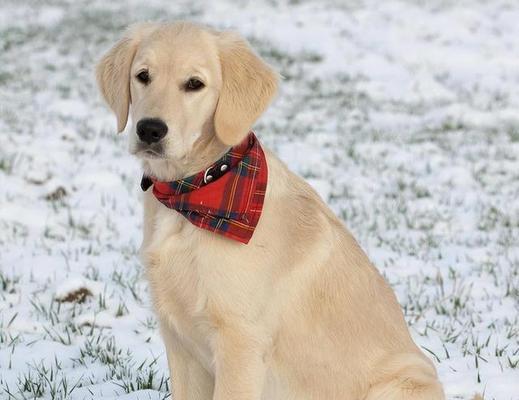 探索具有旺家气质的五种狗狗（从性格到外貌，找到最适合你家的狗狗）