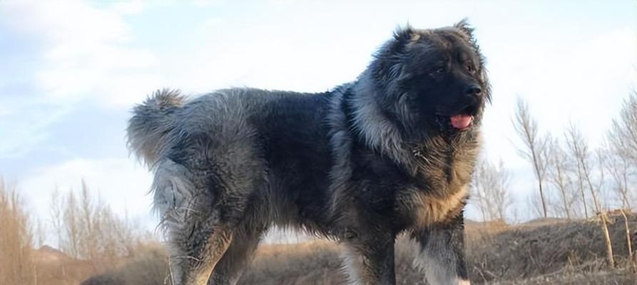 沙皮犬（探索沙皮犬悠久而丰富的历史与特质）