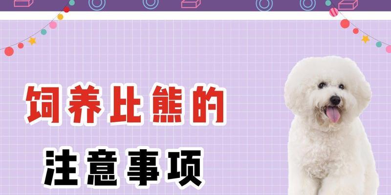 养比熊犬的注意事项（了解比熊犬的特点和需求，让它健康快乐地成长）