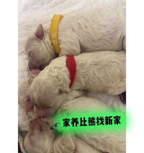 比熊犬的睡眠习惯（比熊犬的睡眠周期与眼睛睁闭之谜）