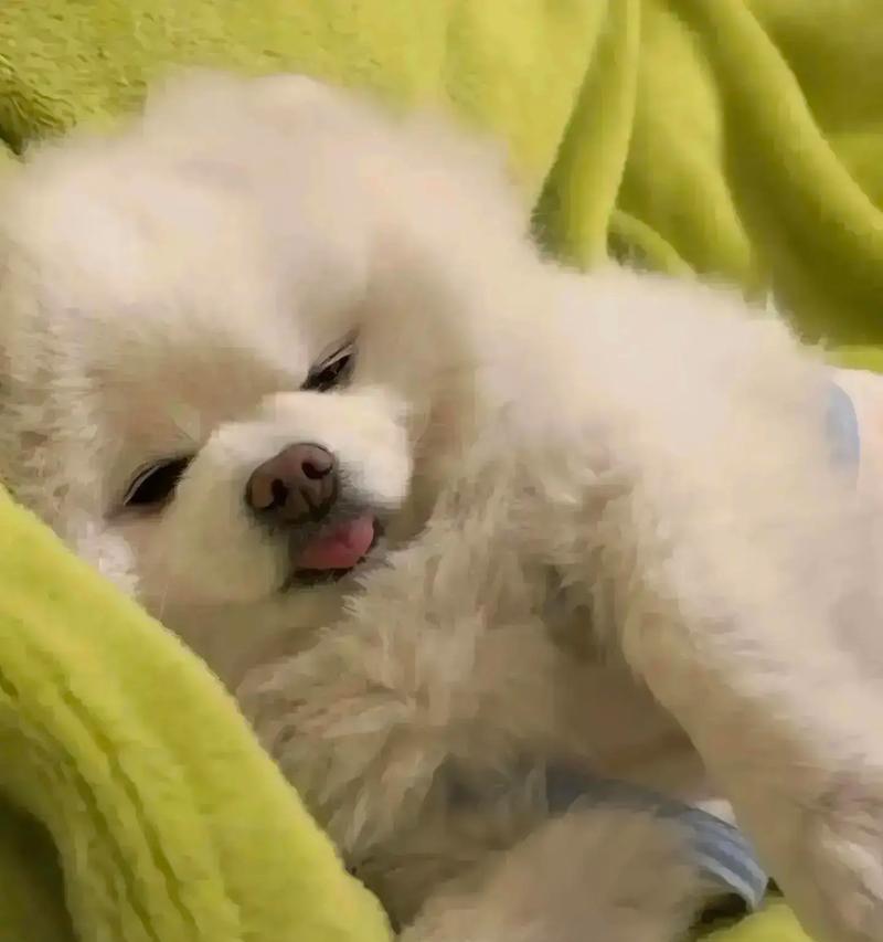 博美狗死前的表现（15个关键行为指标，如何识别博美狗的健康状况？）