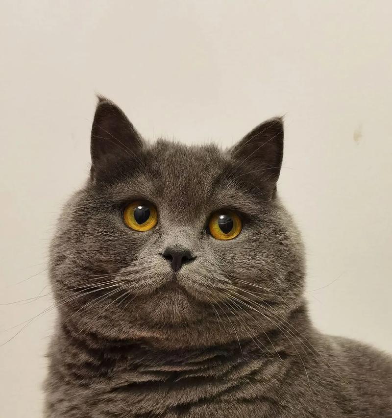 猫咪起什么名字最笨？（盘点十大愚蠢猫名及其来历）