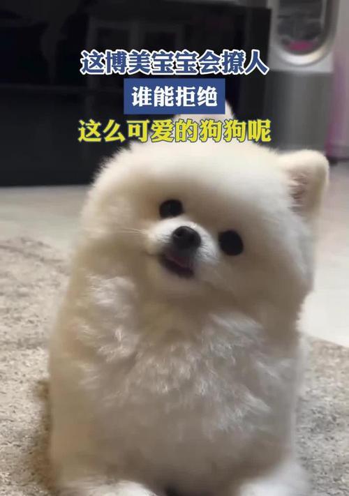 揭秘博美狗耳朵颜色之不同寓意（从白色到黑色，你知道每个颜色代表什么吗？）