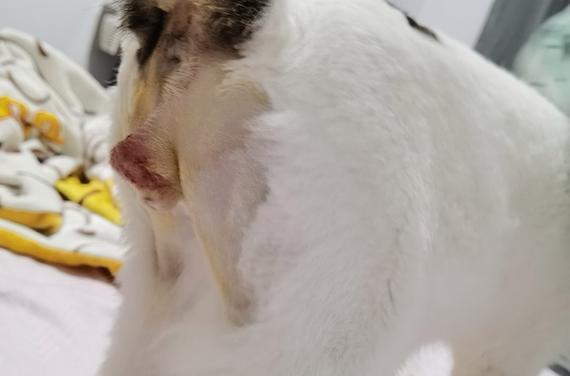 猫咪绝育后蛋蛋变软？（猫咪绝育后的常见现象与注意事项；）