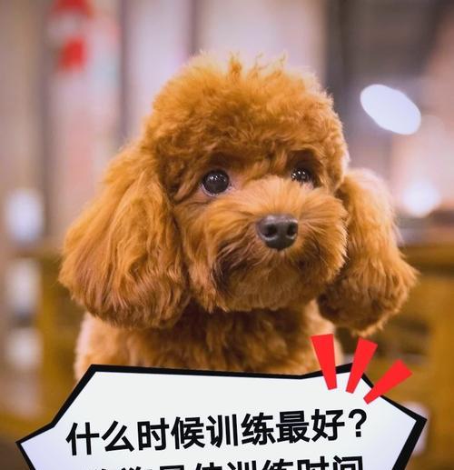 狗狗训练最佳时机（为什么早期训练很重要？）