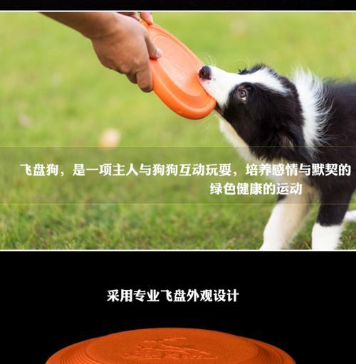 边境牧羊犬接飞碟的训练方法（宠物训练技巧，让你的边牧成为飞碟明星）