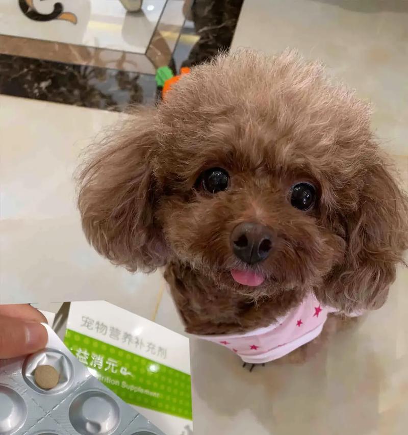 公泰迪绝育后如何科学饮食（以清淡易消化的食物为主，控制食量及注意营养均衡）