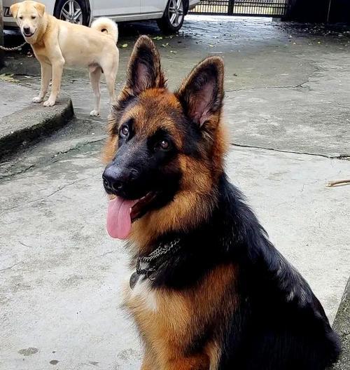 如何给小德牧喂药？（宠物饲养中必备的技能）