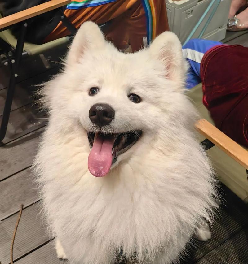 认识萨摩耶下小狗的征兆（如何辨别萨摩耶下小狗的特征？）