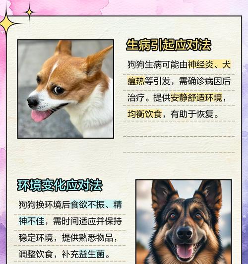 为什么狗狗经常不吃饭？（探究狗狗不吃饭的原因及解决方案）
