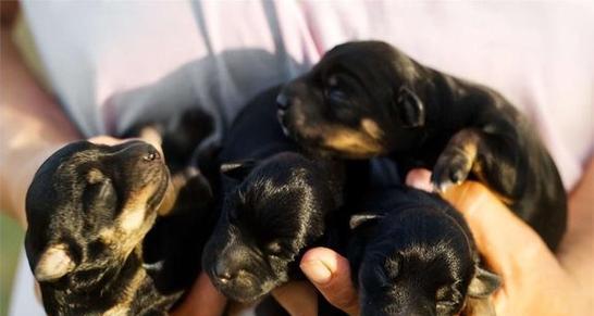 狗狗每年能生育几次？（探究狗狗繁殖周期及其影响因素）