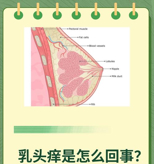 猫咪乳头脱皮，乳头痒脱皮的原因和解决办法（宠物猫咪乳头脱皮，乳头痒脱皮该如何处理？）