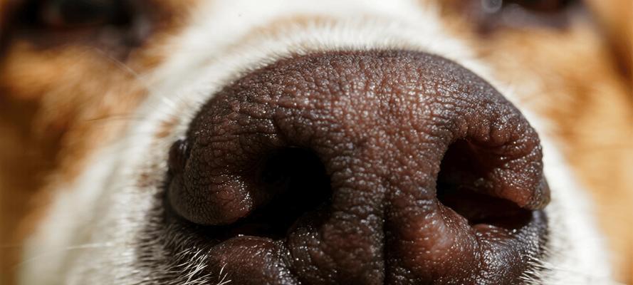 狗被打了鼻子流血的原因及应对措施（狗鼻子流血可能的原因，如何预防和治疗？）