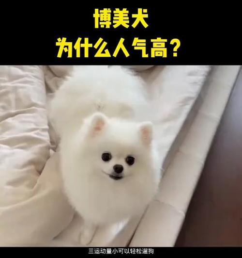 博美狗为什么总是饿？（探究博美狗食欲旺盛的原因）