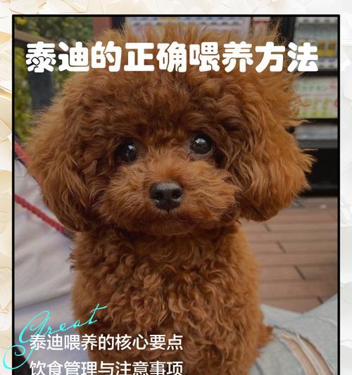 培养泰迪训练技巧的四个关键注意事项（以宠物为主，提高泰迪的训练效果）