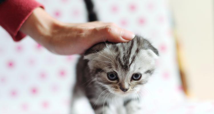 白猫与折耳猫的配种探讨（了解混血猫的特点及医学风险）