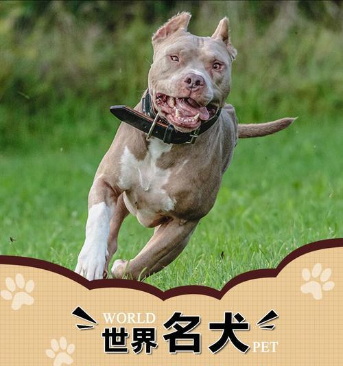 比特犬敏捷性训练指南（以宠物为主，提高比特犬的敏捷能力）
