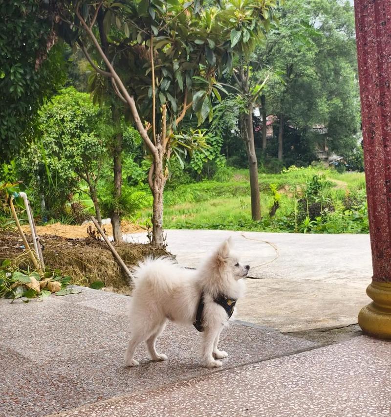 探寻博美狗狗的发源地（历史渊源、特点分析和选择建议）