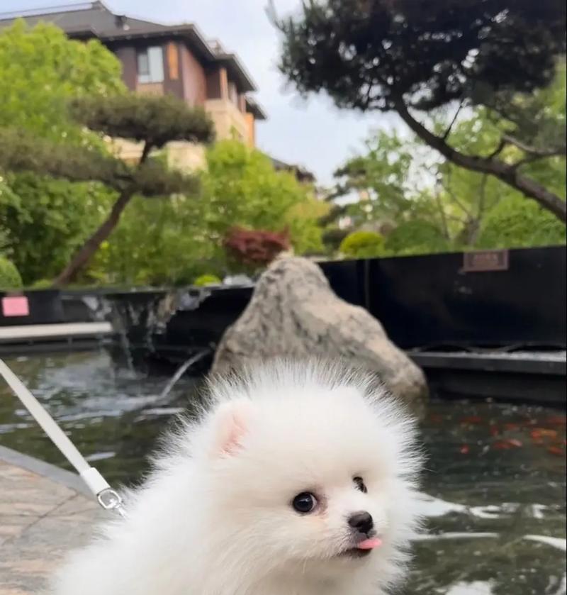 如何给博美狗狗合理地喂食？（了解博美狗狗的饮食习惯，为它们制定健康饮食计划）