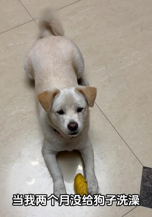 如何给2个多月的狗狗洗澡（初学者的必知指南）