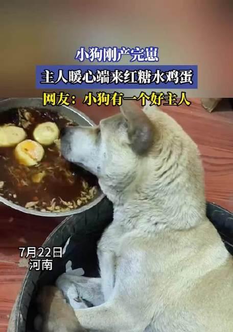 刚出生的狗狗应该怎么喂养？（狗狗出生后应该吃什么？什么时间喂食比较好？如何确定喂食量？）