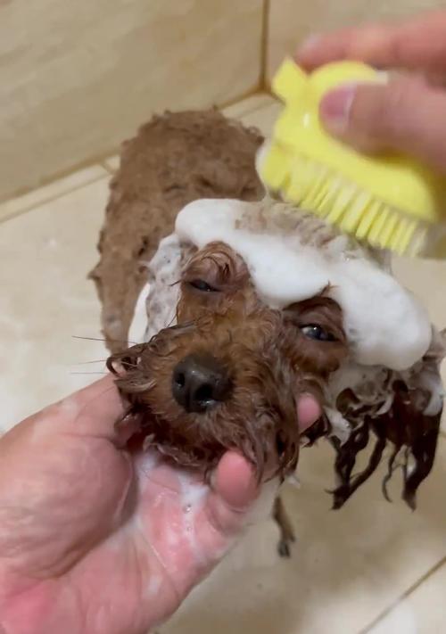 定期给狗狗洗澡的重要性（让宠物更健康，让你更放心）