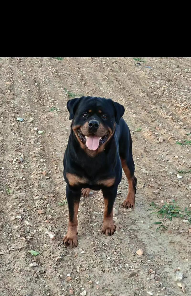 养罗威纳犬的适合性分析（了解罗威纳犬的性格、需求和照顾细节）