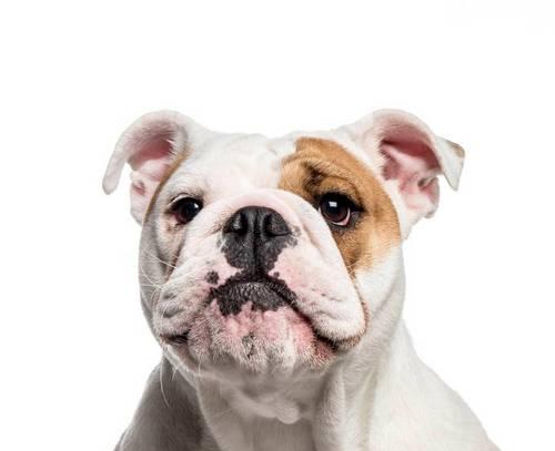 英国斗牛犬为何一直磨牙？（探究英国斗牛犬磨牙的原因、解决方法与保护建议）