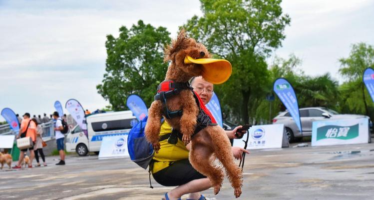 如何防止宠物狗追逐人？（学习正确的训练方法，让狗狗变得更加友好）