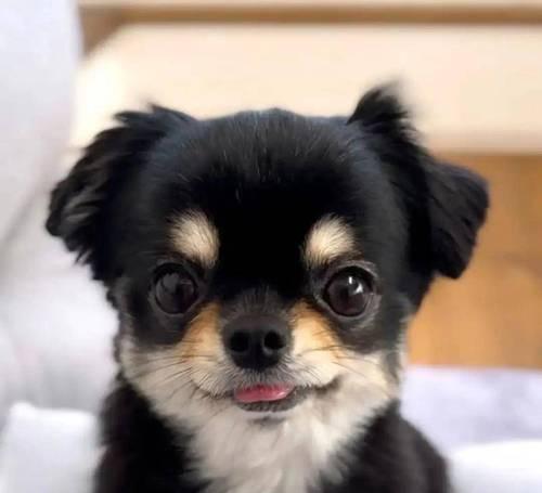 吉娃娃咳嗽缓解指南（针对吉娃娃咳嗽的症状、治疗和预防）