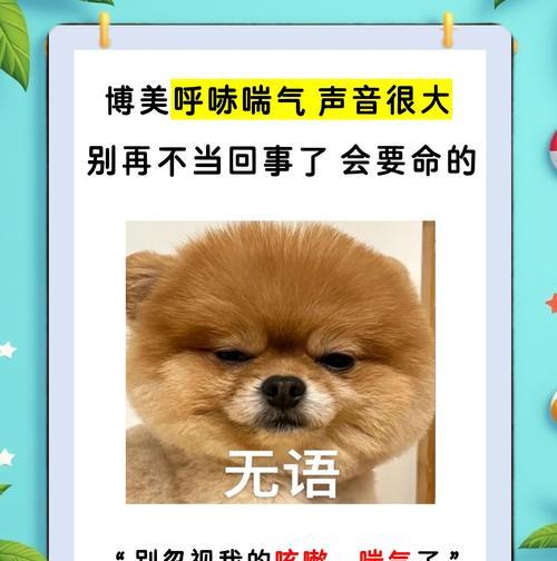 以博美犬常见疾病防治指南（预防胜于治疗，让博美犬健康成长）
